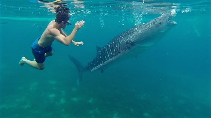 Swimming with Oslob whale sharks Philippines aroundtheworldwithjustin.com