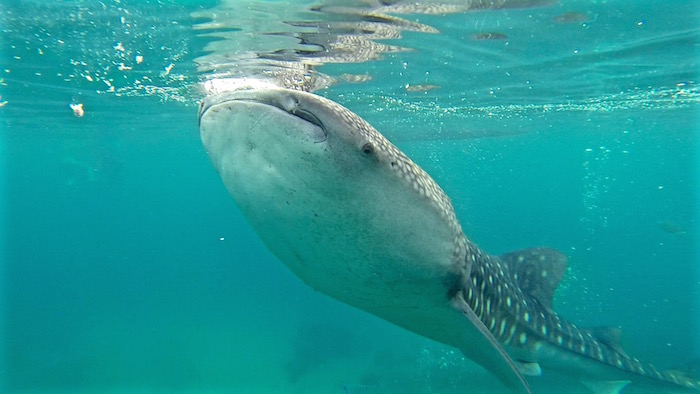 Swimming with Oslob whale sharks Philippines aroundtheworldwithjustin.com
