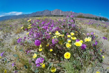 anza borrego desert state park super bloom
