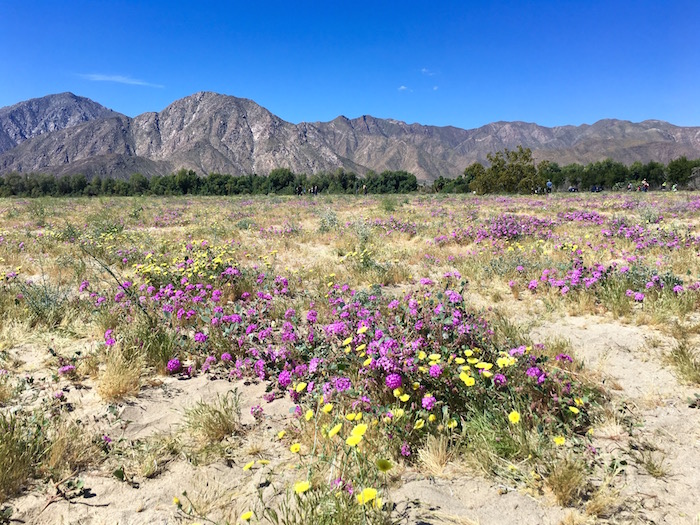 anza borrego desert state park super bloom borrego springs california travel blog blogger justin walter atwjustin.com