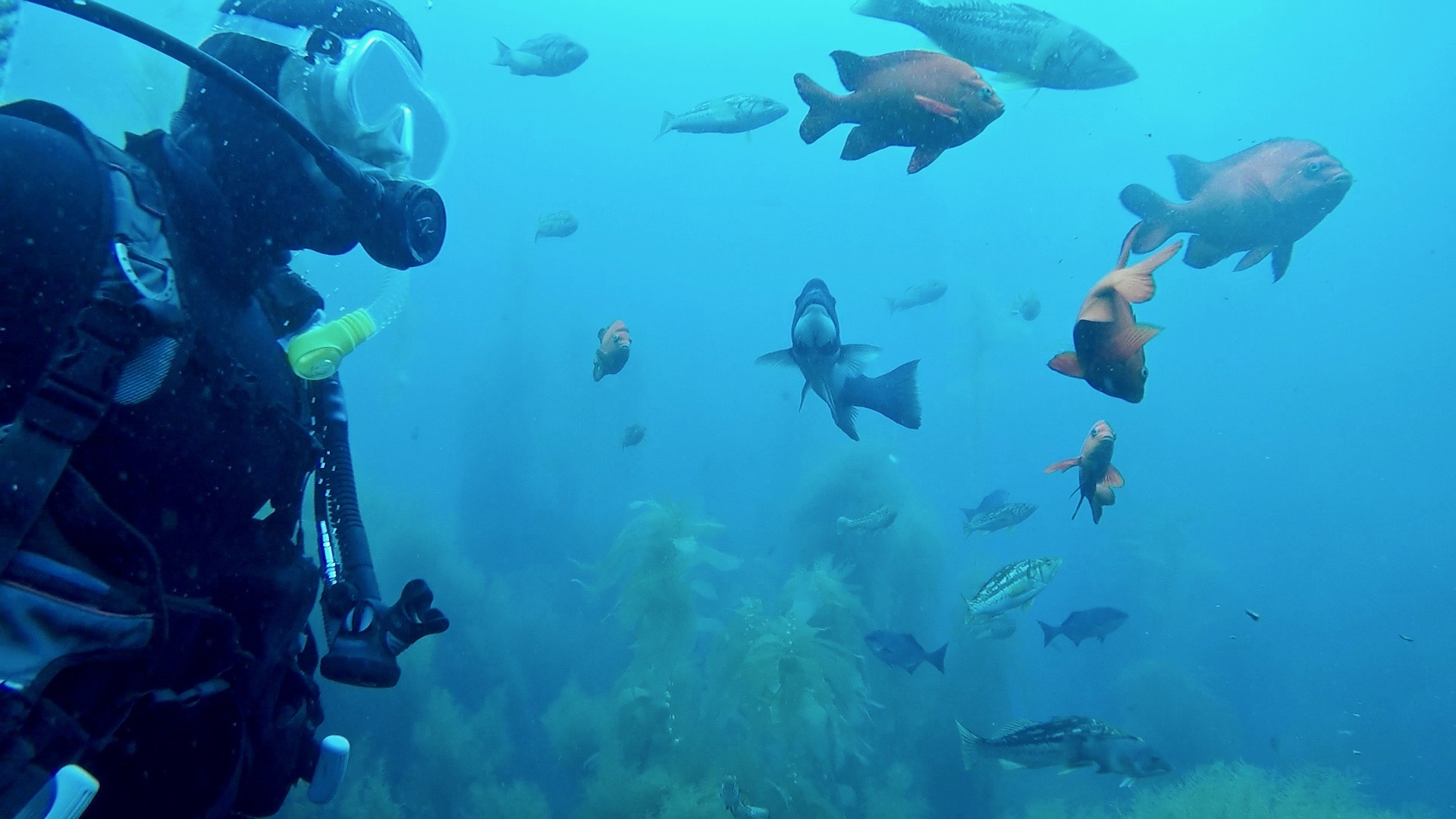 things to do in Catalina Island Scuba Luv Discover Scuba Class