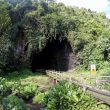 Simud Hitam Gomantong Cave Sabah Malaysia Borneo