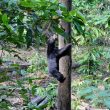 Borean Sun Bear Conservation Centre Sabah Malaysia Borneo