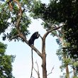 Borean Sun Bear Conservation Centre Sabah Malaysia Borneo