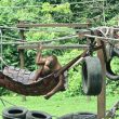 Sepilock Orangutan Rehabilitation Centre