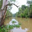 Borneo Eco Tours Wildlife River Cruise Sukau Rainforest Lodge