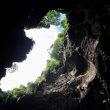 Simud Hitam Gomantong Cave Sabah Malaysia Borneo