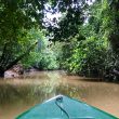Borneo Eco Tours Wildlife River Cruise Sukau Rainforest Lodge