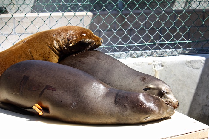 Marine Mammal Care Center Los Angeles Kind Traveler World Oceans Day Terranea Resort Palos Verdes
