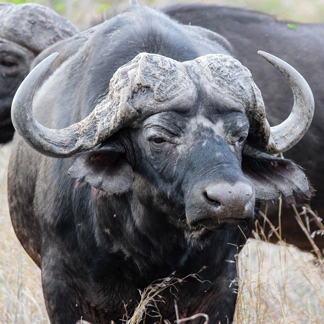 Sabi Sabi Private Game Reserve South Africa buffalo