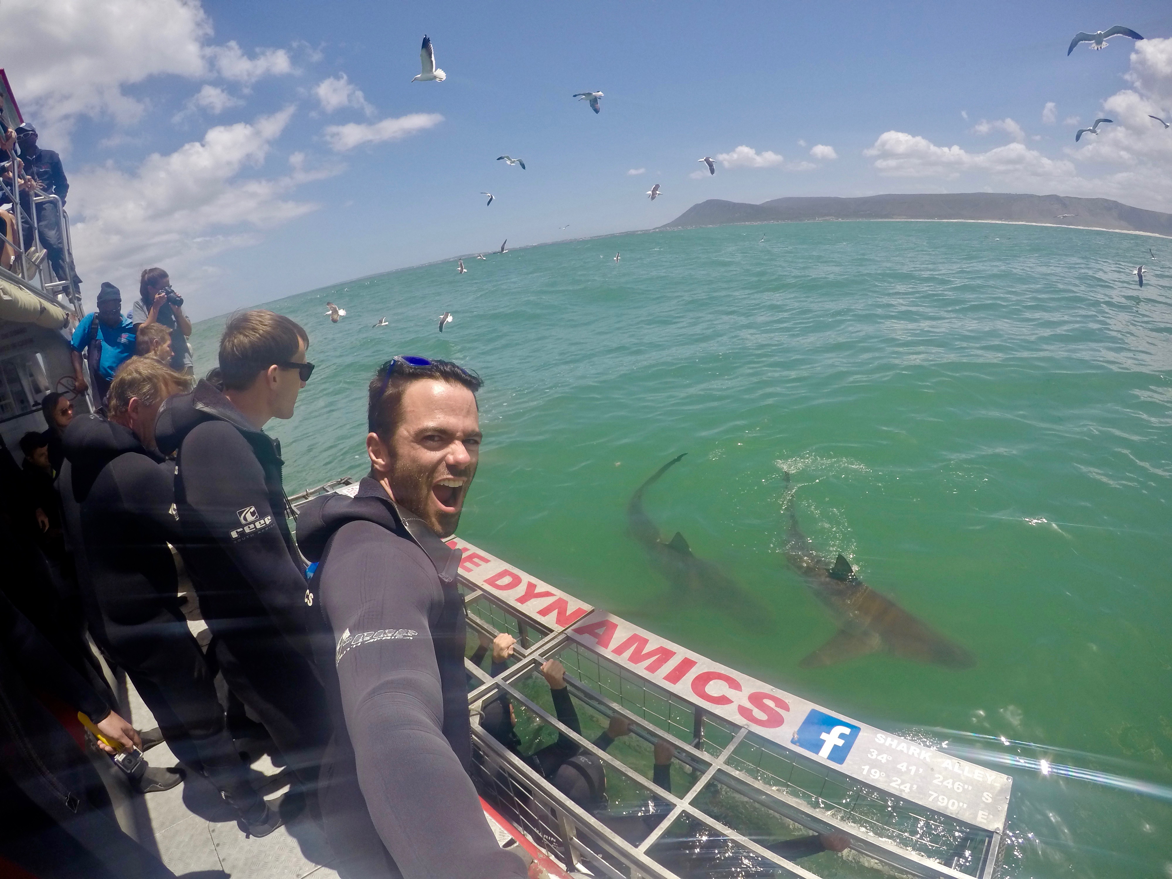 marine dynamics shark cage diving south africa