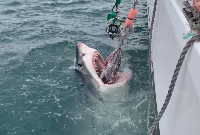 great white shark africa cage diving south africa mossel bay