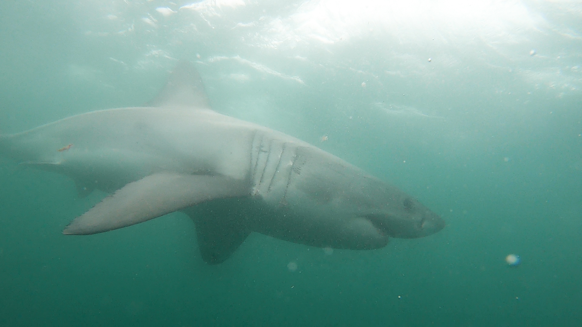 white shark africa south africa great white cage diving mossel bay