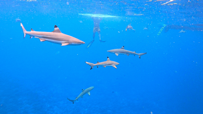 Islands of Tahiti sharks