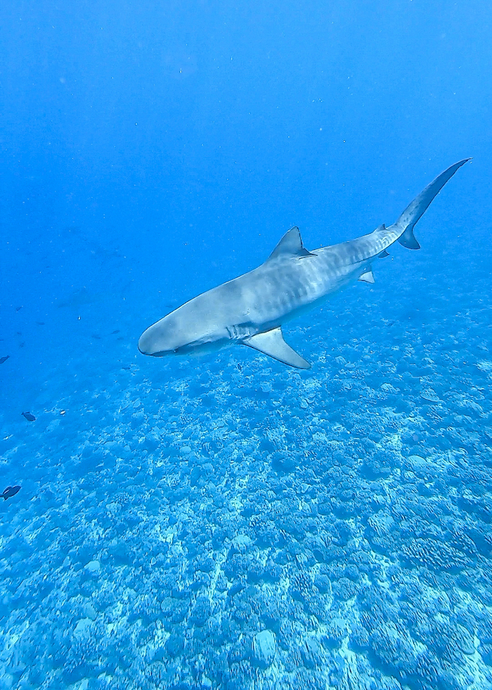 Islands of Tahiti tiger shark tikehau