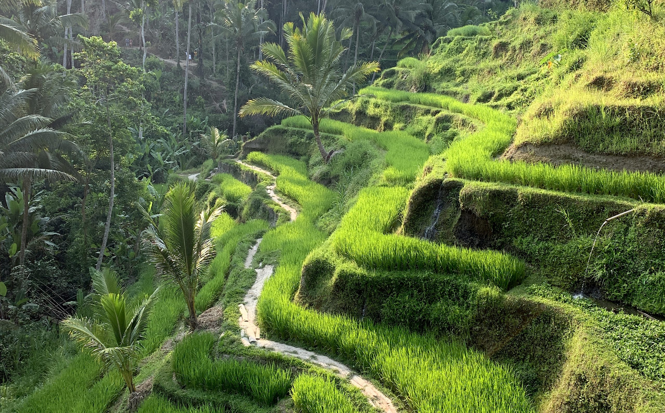 Things To Do In Bali